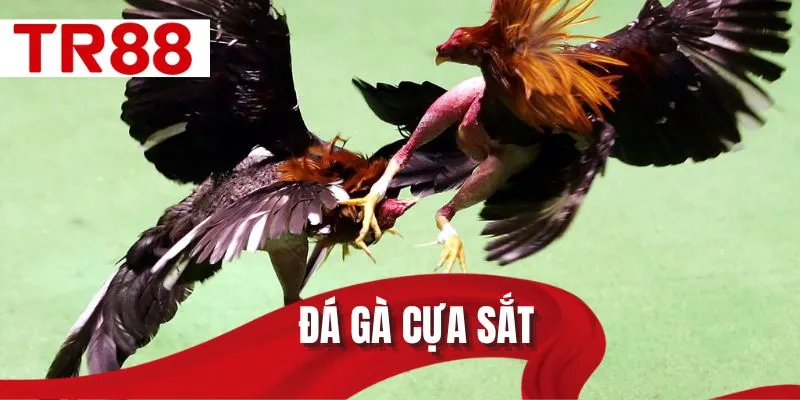 đá gà cựa sắt